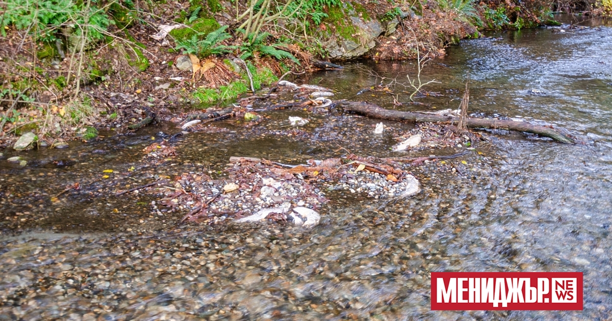 Норвегия е уловила през това лято около 154 000 розови