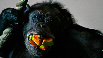 Ефект на пияната маймуна: Учени свързаха човешкото желание за алкохол с плодовата диета на шимпанзетата