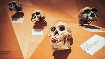 Човешки череп на милион години стана обект на предположения че