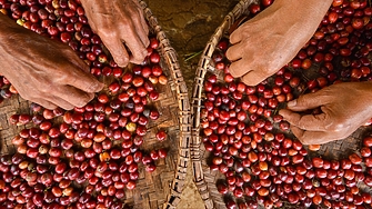 В планините на източна Демократична република Конго реколтата от кафе