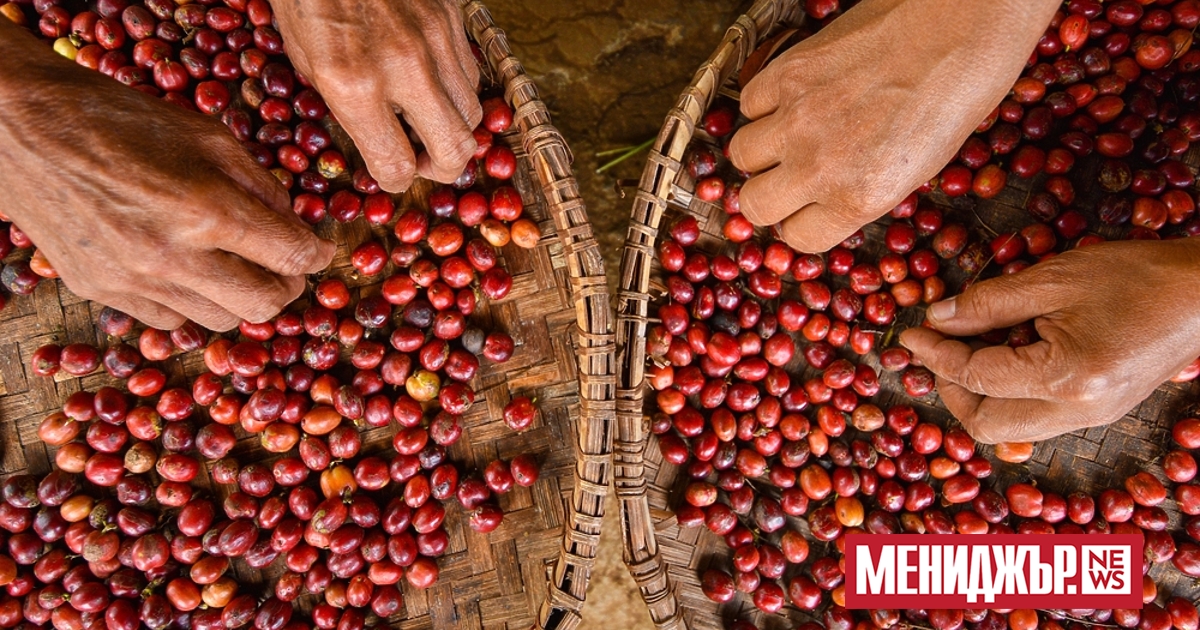 В планините на източна Демократична република Конго реколтата от кафе