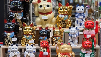 Япония е една от страните по света където котките са