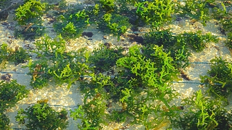 Бизнес перспективи: Първа ферма за водорасли в офшорен вятърен парк в Северно море