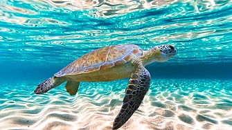 Замърсяването с пластмаса изхвърлените рибарски мрежи и развитието на крайбрежието