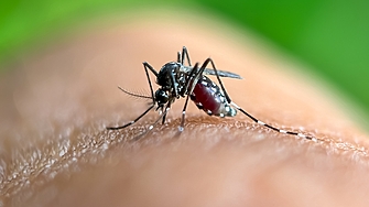 Комарите които са преносители на малария изискват усилена работа по