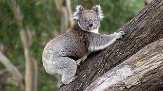 Дронове подпомагат учените, изследващи застрашените животни в Австралия
