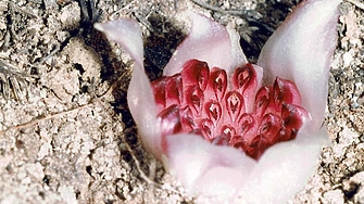 Орхидеите са сред най обичаните стайни растения тъй като цветовете им