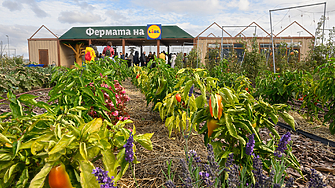 Фeрмата на Lidl: Мястото, което разказва на деца и възрастни откъде идват плодовете и зеленчуците