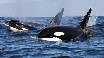 Докато се зазоряваше над остров Сан Хуан екип от учени