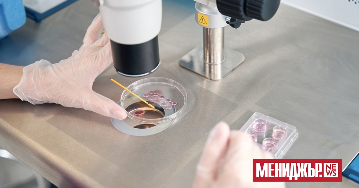 Учени създадоха в лаборатория структури, наподобяващи човешки ембриони, които произвеждат