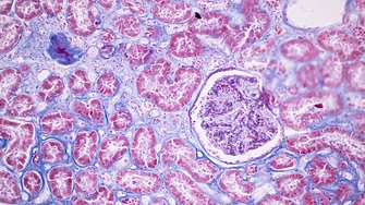 В серия от експерименти с лабораторни мишки учени от Детската болница