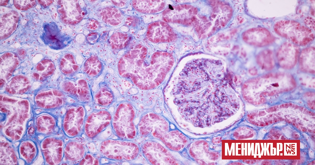 В серия от експерименти с лабораторни мишки учени от Детската болница