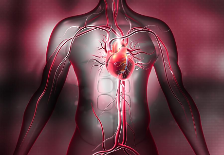 Аномалия на митралната клапа увеличава значително риска от опасни аритмии