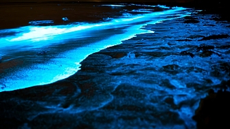 В социалните мрежи неведнъж сме виждали красиви снимки от светещи