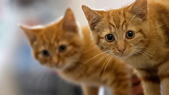 За първи път: Съд в Гърция наложи 1,7 млн. евро глоба за жестокост към животни