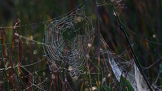 Международен екип от учени откри паяжина с размери над 100