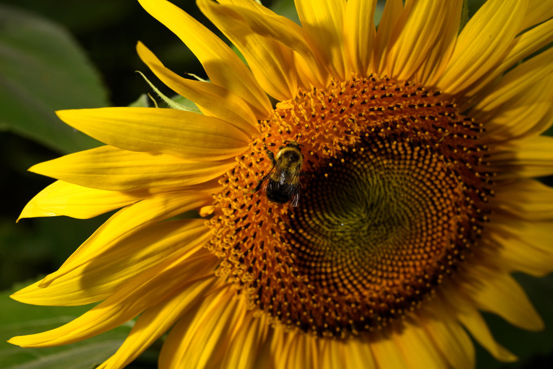 Слънчогледите може би са бъдещето на веганското месо