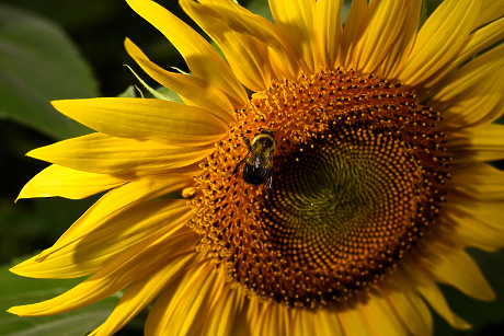 Слънчогледите може би са бъдещето на "веганското месо"