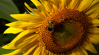 Изследователи от Института по хранителни технологии ITAL и Университета в