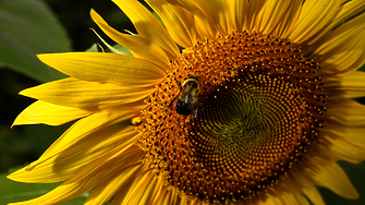 Слънчогледите може би са бъдещето на 