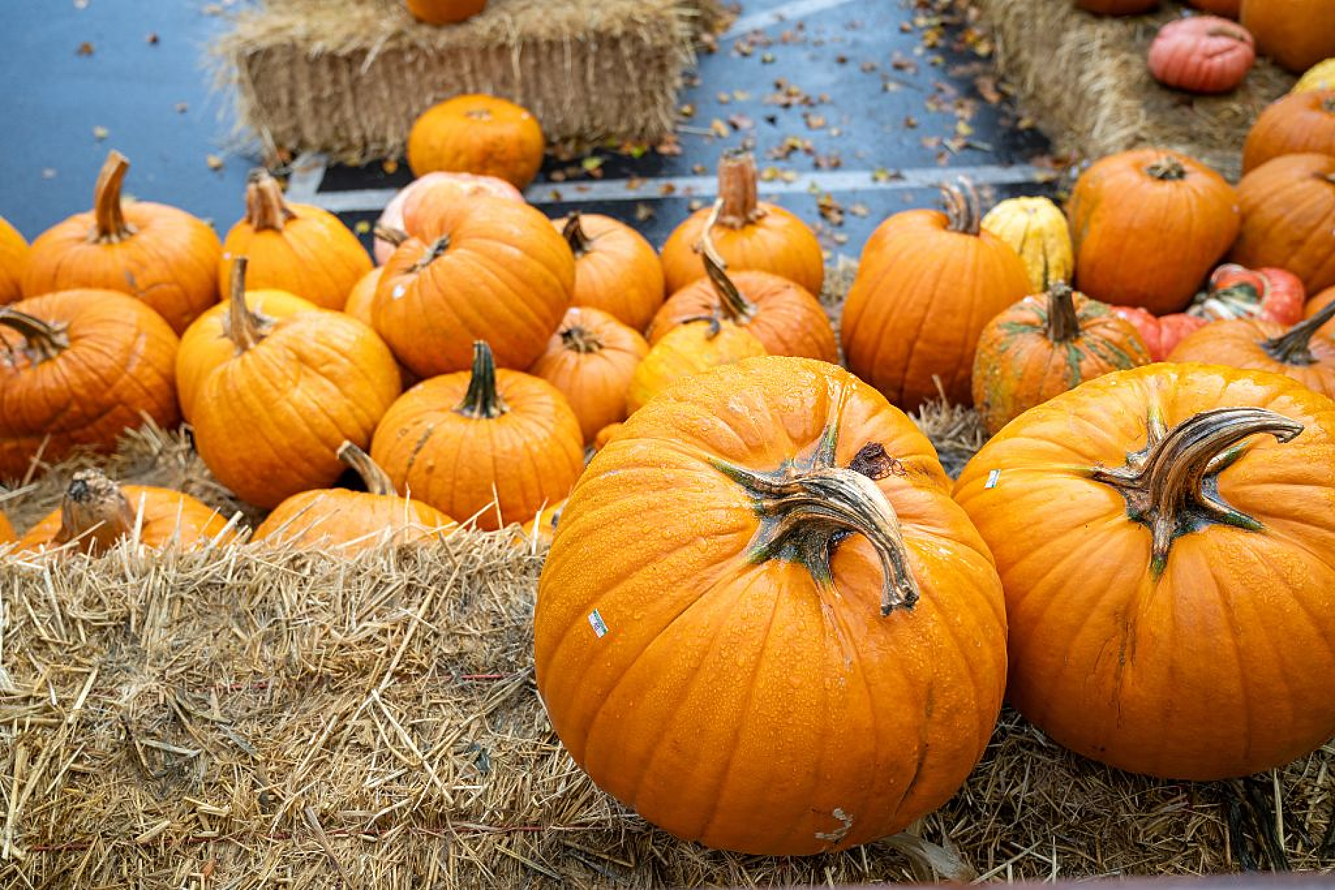 В навечерието на Хелоуин: Тиквата може да крие токсични тайни