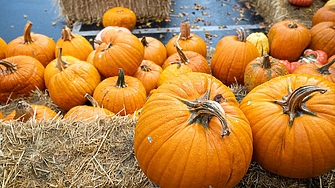 Тиквите тиквичките и други членове на семейството на тиквите имат