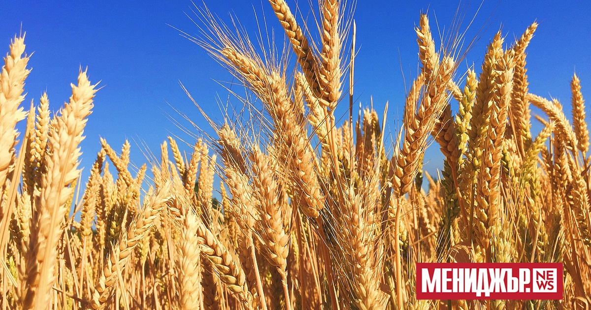 Цените на пшеницата и царевицата в САЩ се покачиха през