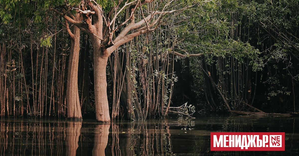 Дълбоко в Амазония учените са изградили машина на времето“, която изпомпва