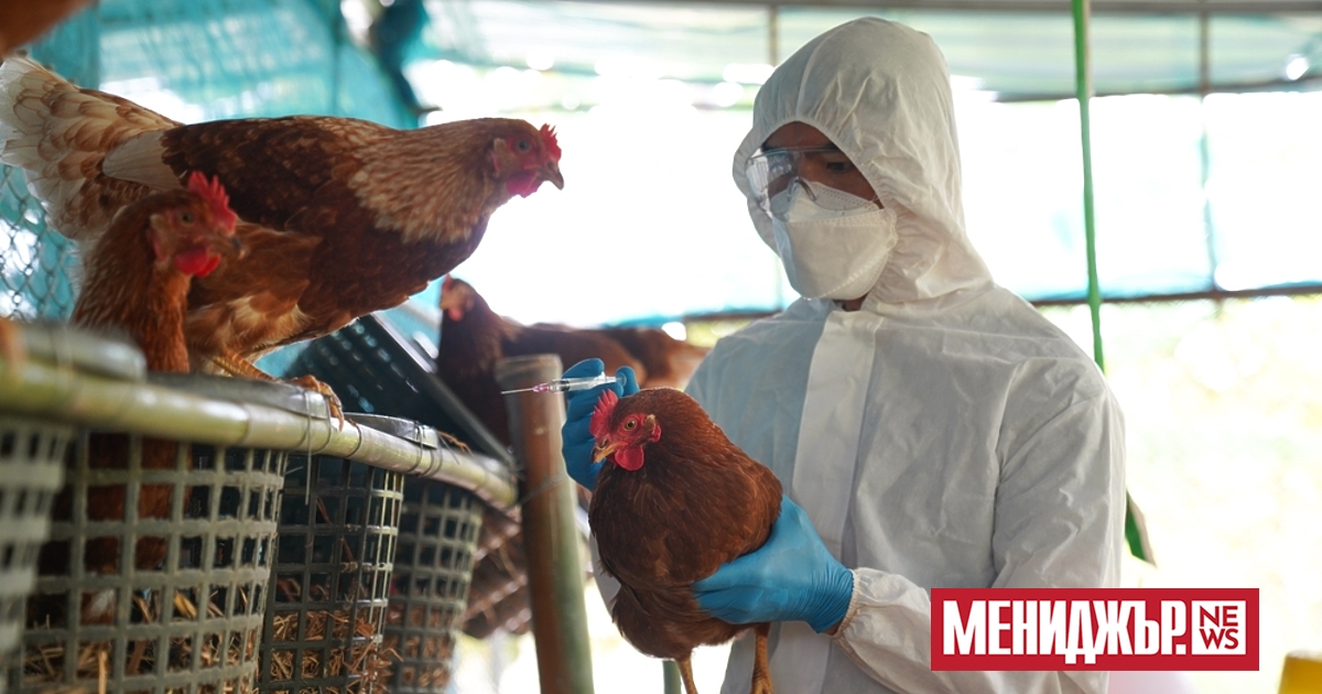 Рязкото увеличение на случаите на смъртоносен птичи грип в Европа