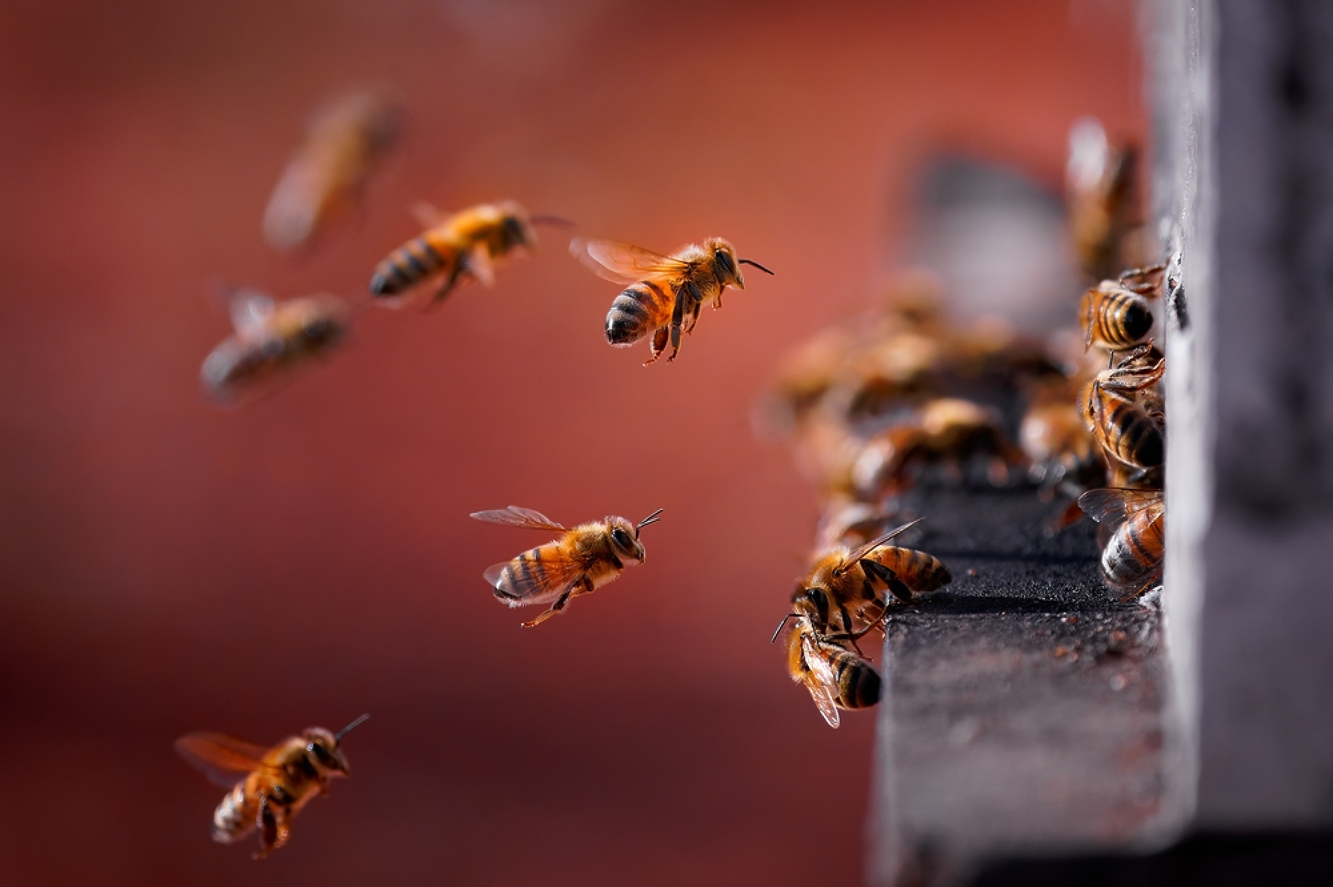 Как земните пчели разгадават прост морзов код?