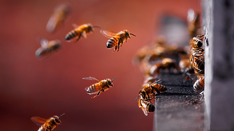 Как земните пчели разгадават прост морзов код?