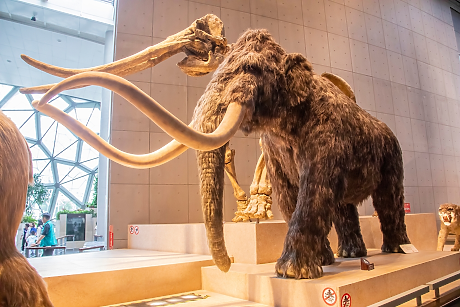 Молекула от мамут на 39 000 години разкрива тайни за Ледената епоха