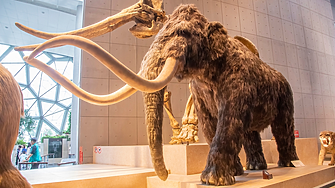 Молекула от мамут на 39 000 години разкрива тайни за Ледената епоха