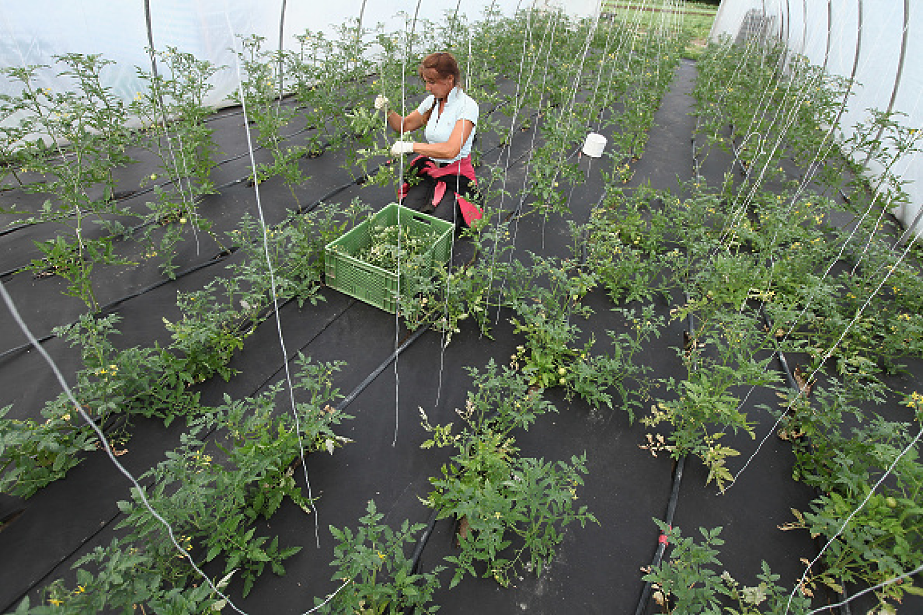 Прогноза: Нов скок в цените на зеленчуците у нас заради повишени разходи на оранжерийните производители