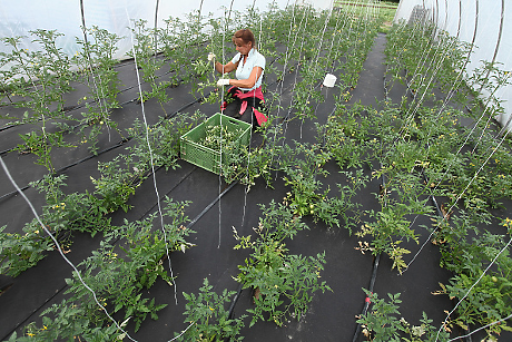 Прогноза: Нов скок в цените на зеленчуците у нас заради повишени разходи на оранжерийните производители