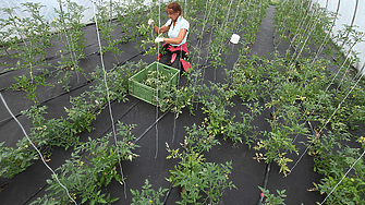 Прогноза: Нов скок в цените на зеленчуците у нас заради повишени разходи на оранжерийните производители