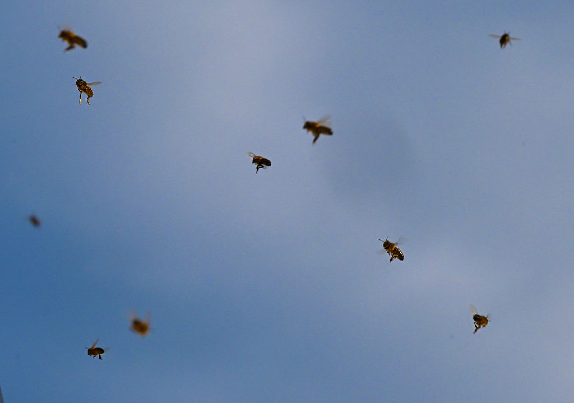 Малка пчела с „дяволски“ рогца открита в Западна Австралия