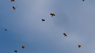 Новоидентифицирана местна пчела с миниатюрни дяволски рогца наречена Megachile Hackeriapis