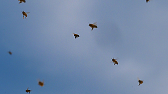 Малка пчела с „дяволски“ рогца открита в Западна Австралия