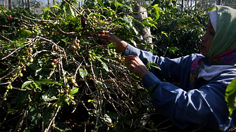 Световните цени на кафето спаднаха рязко, след като бяха отменени митата за Бразилия