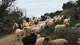 Хиляди овце и кози в Гърция се унищожават поради разпространението