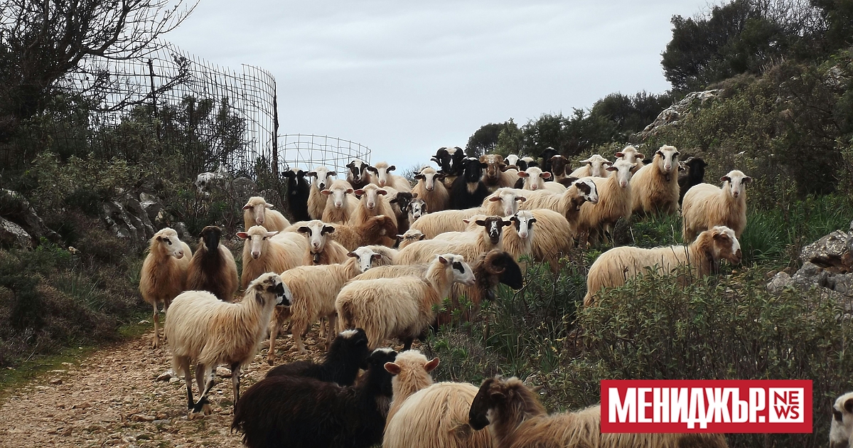 Хиляди овце и кози в Гърция се унищожават поради разпространението