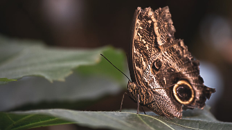 Проучване: Промени в слънчевата енергия са ускорили еволюцията