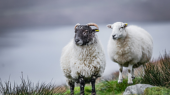 Според ново изследване на Университета в Кеймбридж което включва таблица