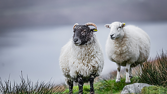Човекът не е най-моногамния бозайник. Най-разкрепостени са шотландските овце