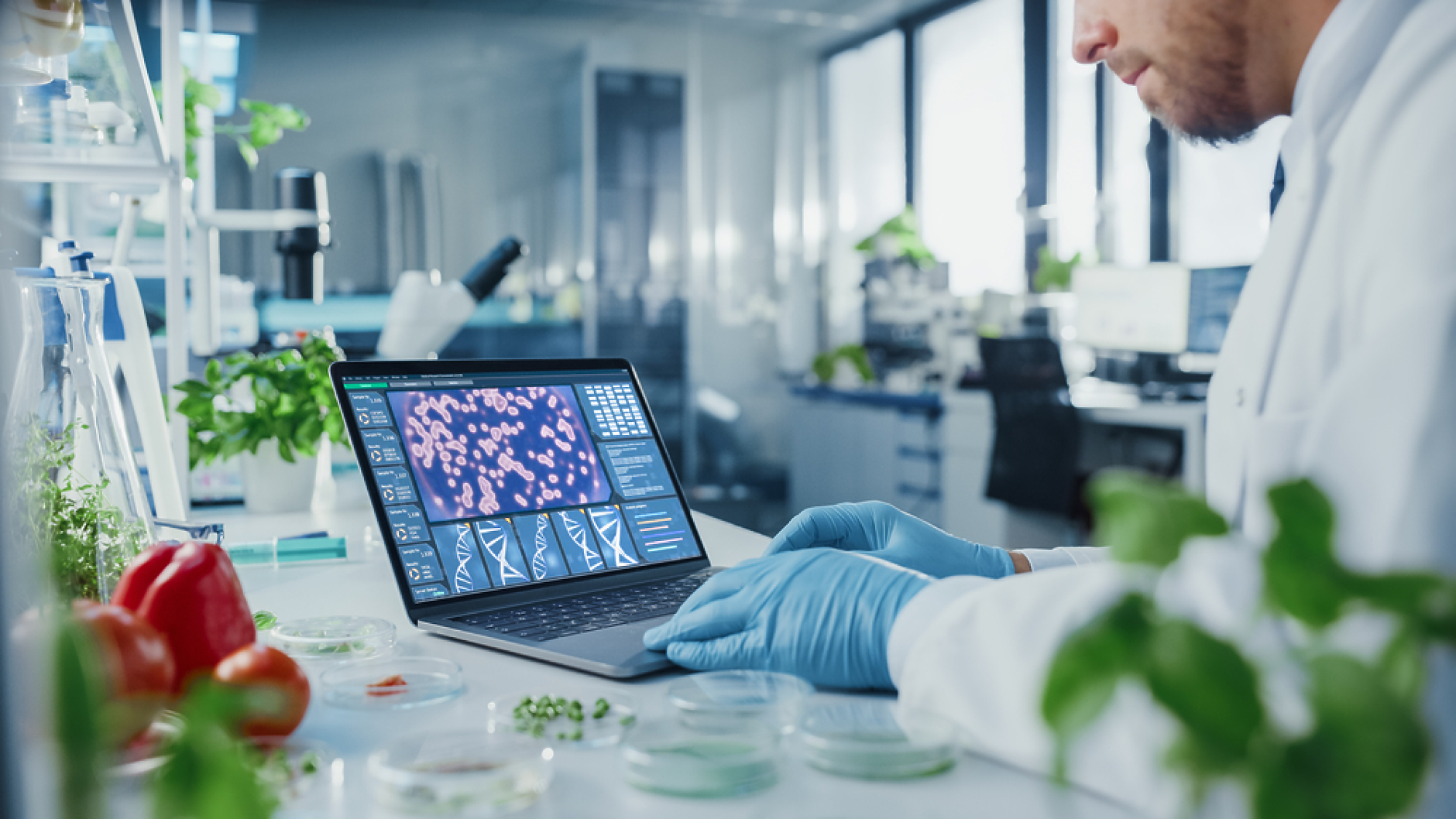 Учени: „Месо“ от лабораторно отгледана гъба може да се превърне в по-евтина алтернатива на пилешкото