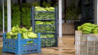 Морето край британското графство Съсекс изхвърли хиляди банани от 18 контейнера