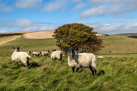 Британската вълна преживява ренесанс - какви са причините?