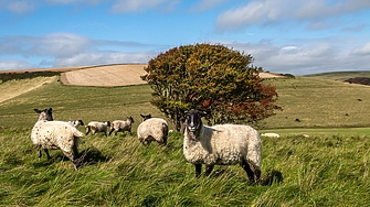 През изминалата година цената на британската вълна нараства В началото
