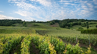 Може ли Франция да остане без лозя и винари?